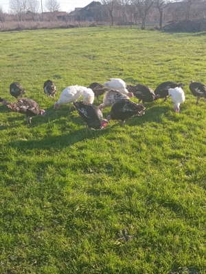 vînd curcani țârânești . - imagine 3