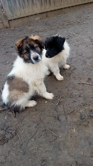 Ciobănesc bucovina...