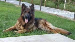 Donez fetiță Ciobănesc german 