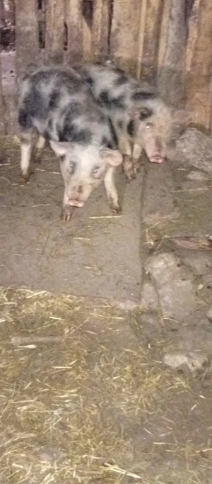 Purcele de vînzare in Bălcești, Gorj  - imagine 2