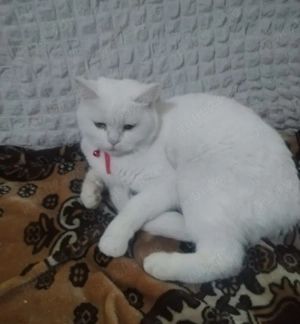 Vanzare pisica - imagine 2