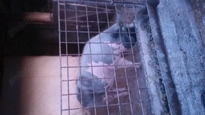 Porci de vânzare  - imagine 2