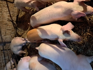 soldani de carne 25-30kg - imagine 2