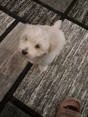 Suntem doi băieți de două luni  - imagine 3