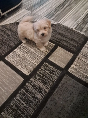 Suntem doi băieți de două luni  - imagine 4