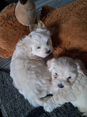 Suntem doi băieți de două luni  - imagine 2