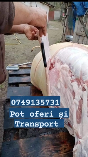 Porci  rasă de carne marele alb crescuți Porumb  - imagine 3