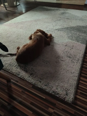 cocher spaniol talie mică 