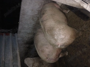 Porci mari 130 170kg == 11 lei kg