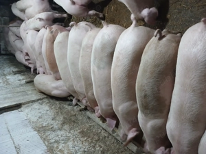 Porci mari 130 170kg == 11 lei kg - imagine 2