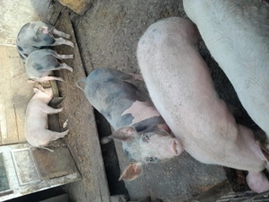 Porci  din propria gospodărie.  - imagine 3