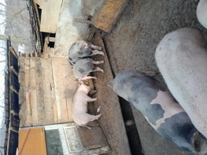 Porci  din propria gospodărie.  - imagine 2