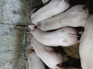 Purcei castrati landras x duroc 40 50kg - imagine 2