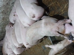 Purcei castrati landras x duroc 40 50kg