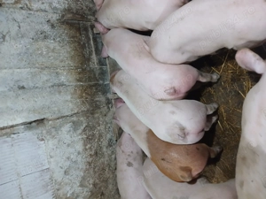 Purcei castrati landras x duroc 40 50kg - imagine 3