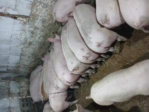 Purcei castrati landras x duroc 40 50kg - imagine 4