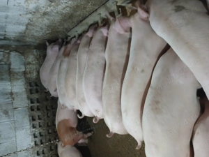 Purcei si porci mari 45 170kg - imagine 2