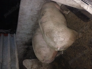 Purcei si porci mari 45 170kg - imagine 3