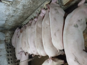 Purcei si porci mari 45 170kg