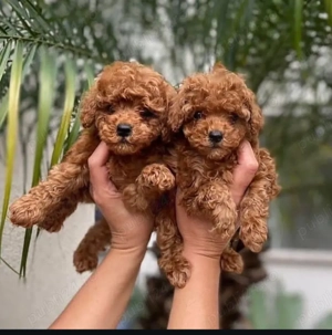 Pui de pudel sănătoși și drăguți - imagine 2