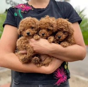 Pui de pudel sănătoși și drăguți