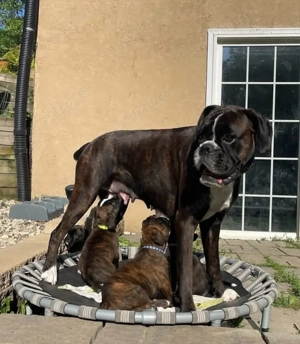 Pui de boxer drăguți și adorabili - imagine 3