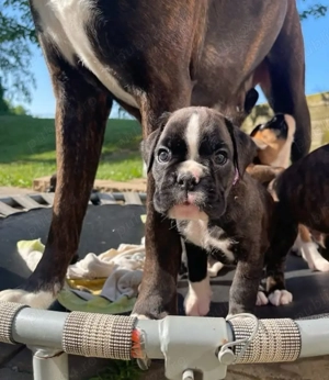 Pui de boxer drăguți și adorabili - imagine 4