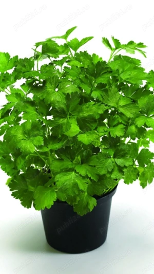 Leustean si patrunjel la GHIVECI