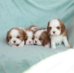 Pui frumoși de rasă pură Cavalier King Charles 