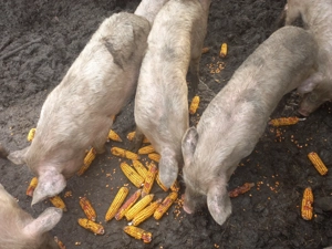 Vand 3 soldani  - imagine 2