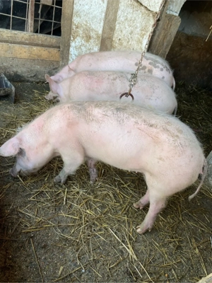 5 scrofite si 1 vierut - imagine 4