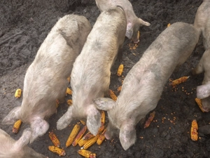 Vand 3 soldani  - imagine 3