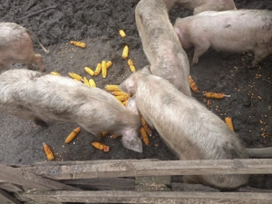 Vand 3 soldani  - imagine 4