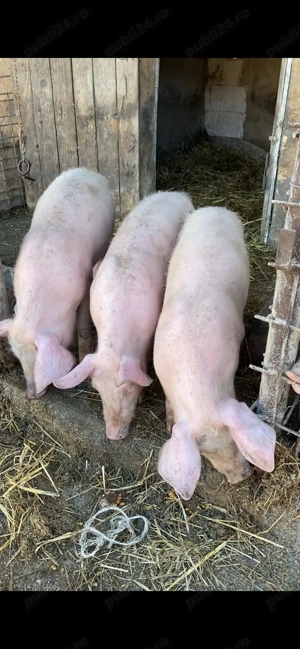 5 scrofite si 1 vierut