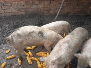 Vand 3 soldani  - imagine 5