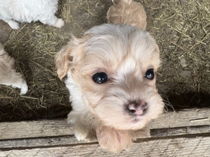 Pui Bichon Maltez  - imagine 4