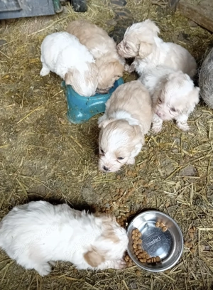 Pui Bichon Maltez  - imagine 3