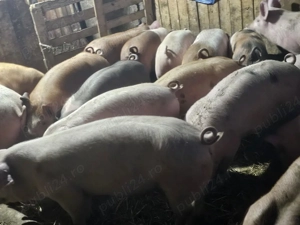 vând 20 soldani rasa de calitate de carne pic 50-55 kg mascul castrați  - imagine 2