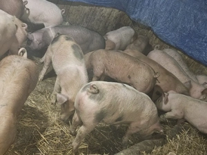 vând 20 soldani rasa de calitate de carne pic 50-55 kg mascul castrați  - imagine 4