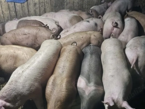 vând 20 soldani rasa de calitate de carne pic 50-55 kg mascul castrați 