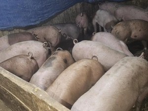 vând 14 soldani rasa de calitate de carne 50-55 kg mascul castrați  - imagine 2