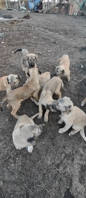 Pui Kangal - imagine 4