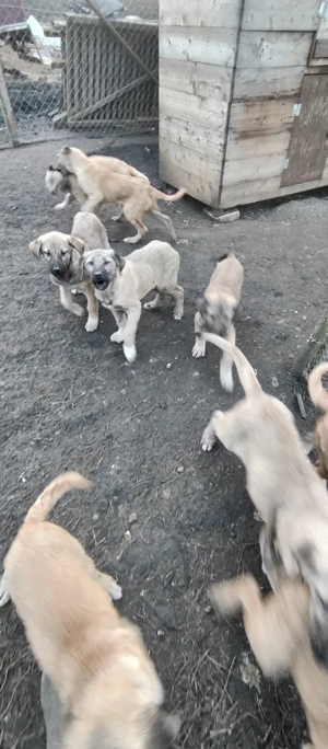 Pui Kangal - imagine 3