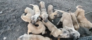 Pui Kangal - imagine 2