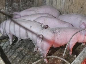 vând 6 soldani rasa de calitate de carne pic mascul castrați 60-70 kg  - imagine 4