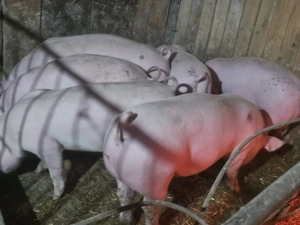 vând 6 soldani rasa de calitate de carne pic mascul castrați 60-70 kg  - imagine 2