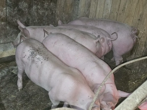 vând 6 soldani rasa de calitate de carne pic mascul castrați 60-70 kg  - imagine 3