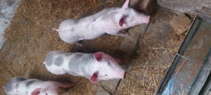 Disponibili 2 vierut 