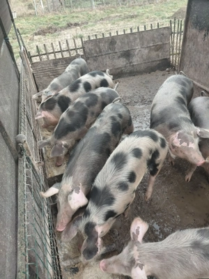 purcele pentru reproducere 