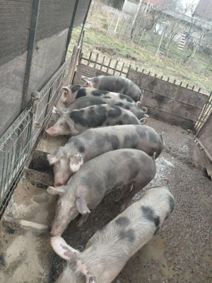 purcele pentru reproducere  - imagine 2